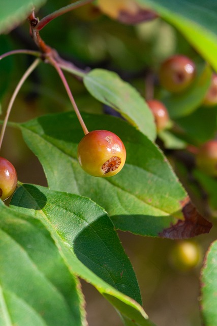 美因茨vs门兴格拉德巴赫：李在城、阿米里首发，雷纳、尼科-埃尔维迪出战